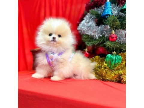 Pomeranian ayı surat yavrular