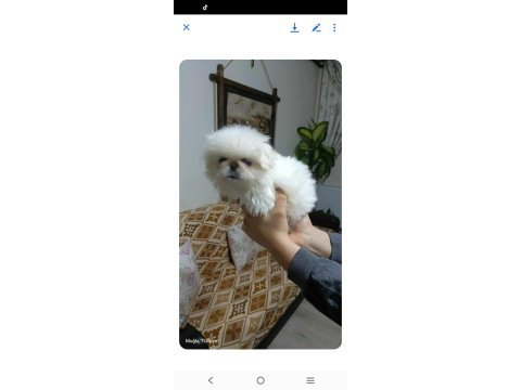 Orijinal pekinez yavrular