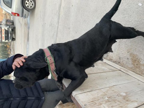 4 nisan doğumlu cane corso anne baba secereli