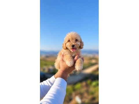 Maltipoo güzellikler