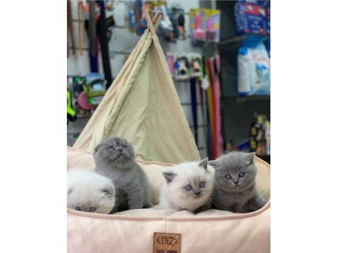 British shorthair ve blue point