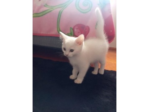 Ankara kedisi 2 aylık erkek