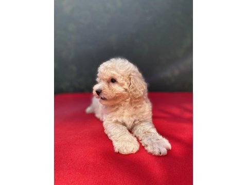 A kalite maltıpoo köpekler