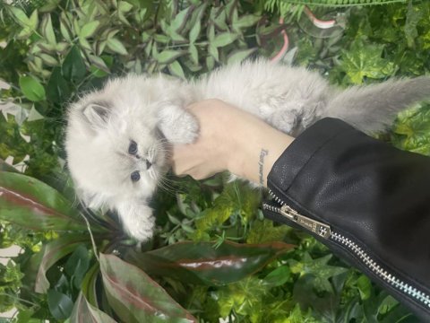 Bebeksi british longhair yavrularım