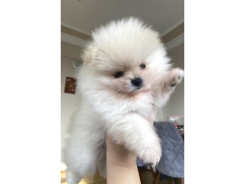 Miniboy teddy bear pomeranian boo yavrular