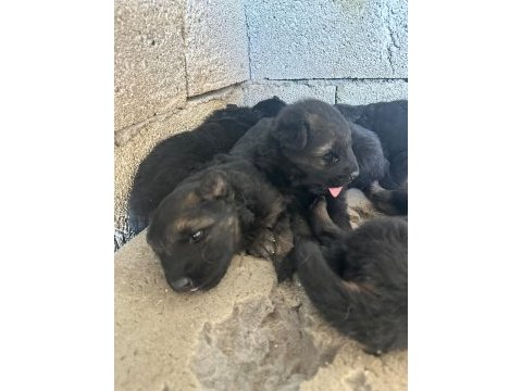 Kısa ve uzun tüy maskeli alman çoban köpeği yavrular