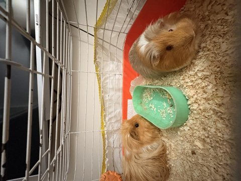 Guinea pig 1 dişi ve 1 erkek