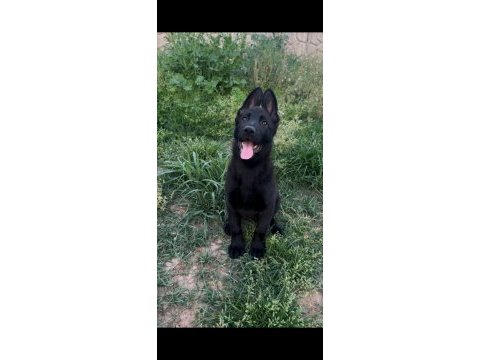 Showline longhair german shepherd