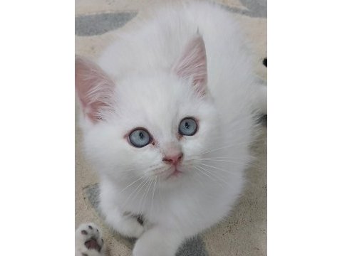 Ev ortamında yetişmiş yavrular scottish fold