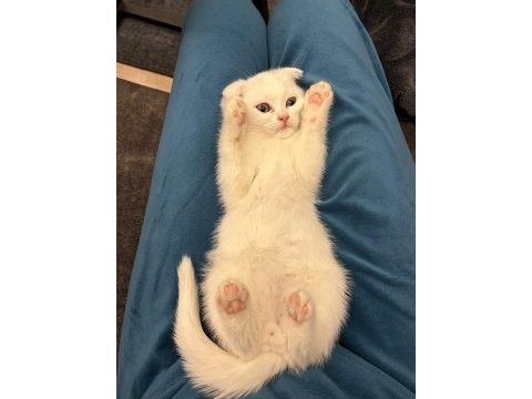 Scottish fold kedisi