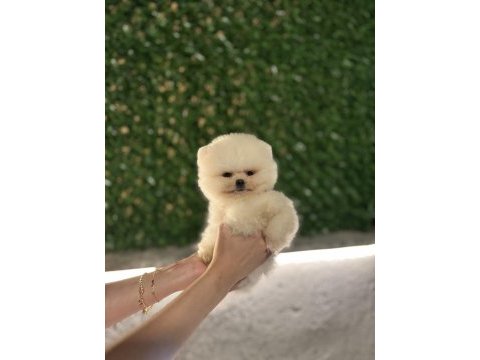 Ziyarete açık pomeranian yavrularımız
