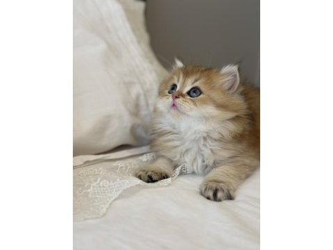 Golden ny11 safkan british longhair anne baba scr kayıtlı