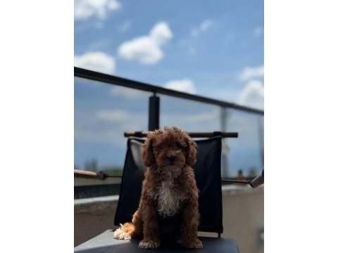 Toypoodle dişi / erkek 