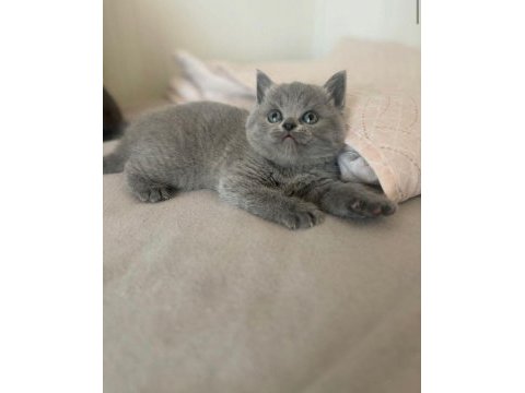 Safkan british shorthair 2 aylık yavrular
