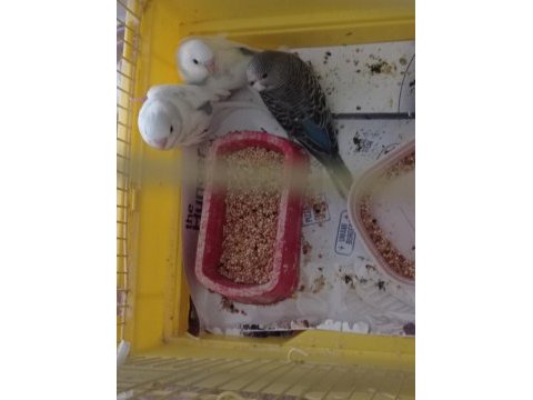 Yeni yem yemeye başladı muhabbet kuşumuz