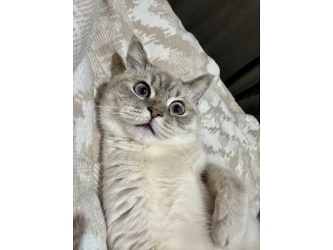 2 yaşında british shorthair dişi kedimiz