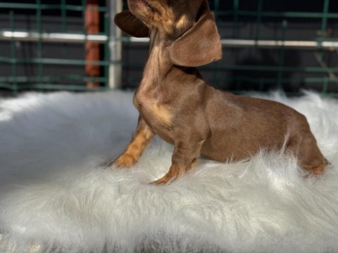 Petmode köpek çiftliğinde ziyarete açık dachshund