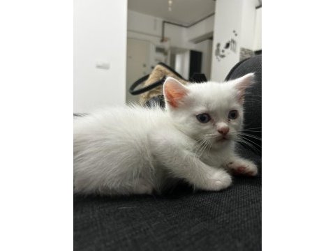 British shorthair yavru kediler