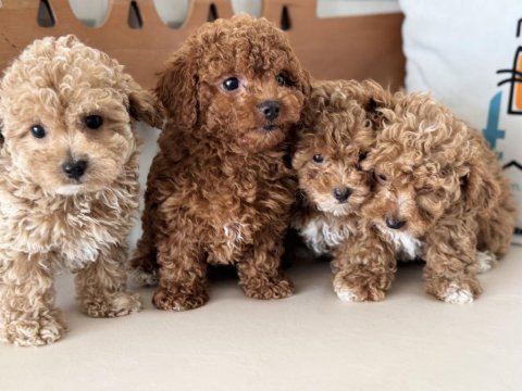 Ankaranın  en seçkin maltipoo yavruları