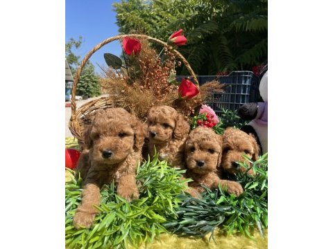 Teacup güzeller güzeli toy poodle bebekler