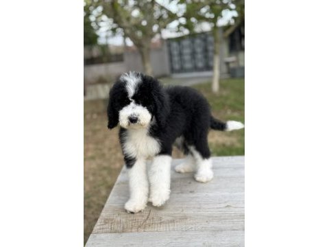 Bernedoodle yavrular