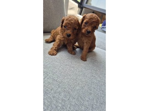 Toy poodle köpeği