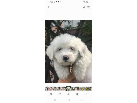 Maltipoo bebişler