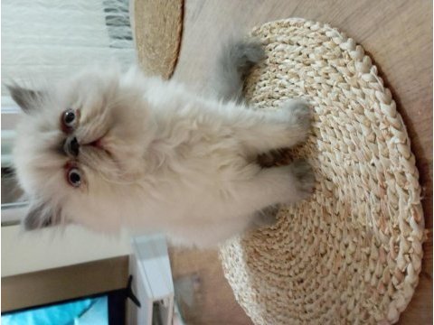 Blue point himalayan persian