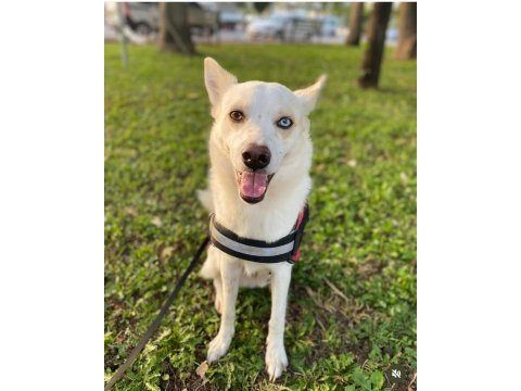 Ücretsiz sahiplendirme melez köpeğimiz