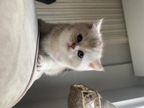 45 günlük scottish fold yavrular