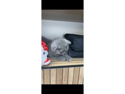 Kedimiz lavabo lavabo ihtiyacını öğrenmiştir