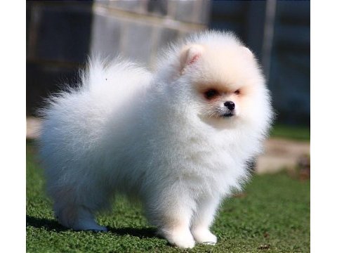 Pomeranian boo yavrular şehir dışı teslimat vardır