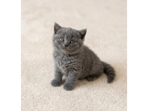 Mükemmel british shorthair golden blue ve bicolor yavrular