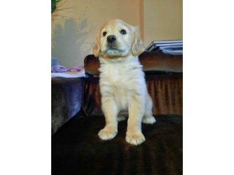 Golden retriever yavrularımız baby face ırk garantili