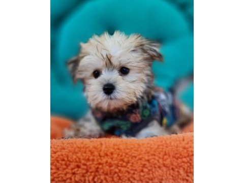 Neşe kaynağı morkie yavrularımız
