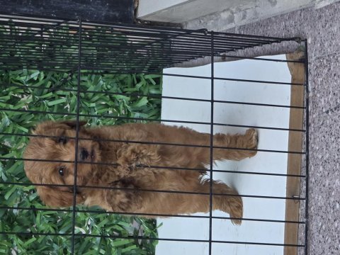 Wc eğitimli yavru toy poodle