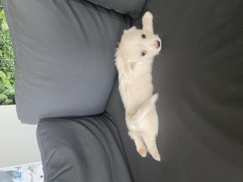 Terler cinsi köpeğimin yavrusu