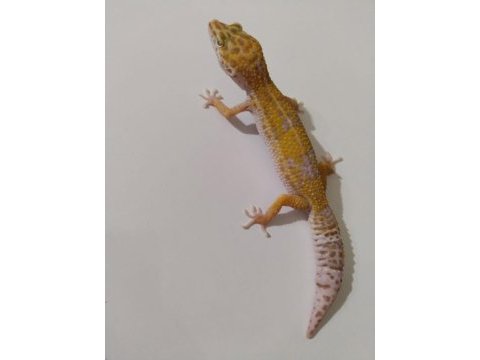 Leopard gecko dişi ve erkek