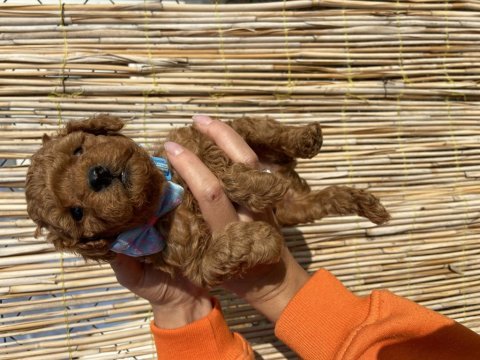 Ruhsatlı çiftliğimizden toy poodle