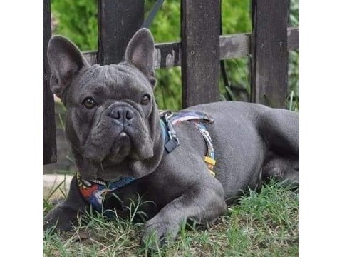 Blue french bulldog yavruları
