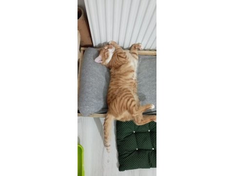 2 yaşında erkek kısırlaştırılmış sarman kedimiz