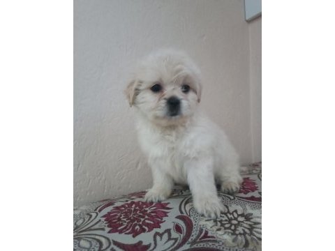 Maltipoo bebeklerimiz yeni ailelerini aramaktadır