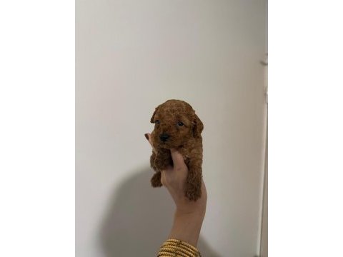 Güvenilir ve referanslı çiftlikten toy poodle