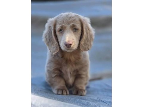 Ultra egzotik uzun tüylü safkan ısabella dachshund sosis