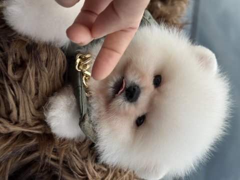 Üst kalite ayı surat pomeranian boo yavrular