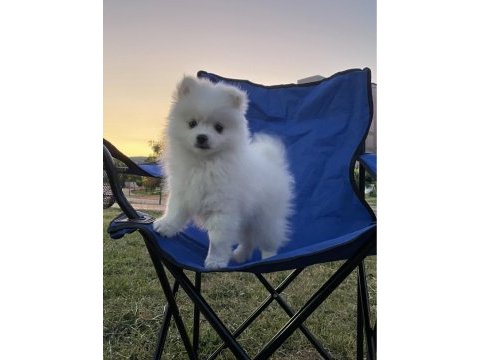 Teslime hazır pomeranian spitz yavrularımız