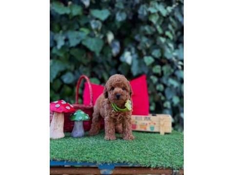 Safkan toy poodle yavrularımız