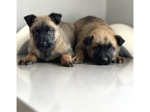 Orijinal belçika malinois yavru