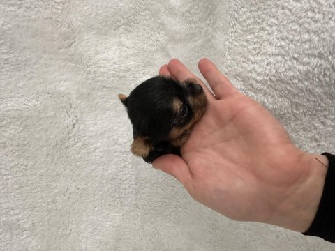Mikro teacup yorkie