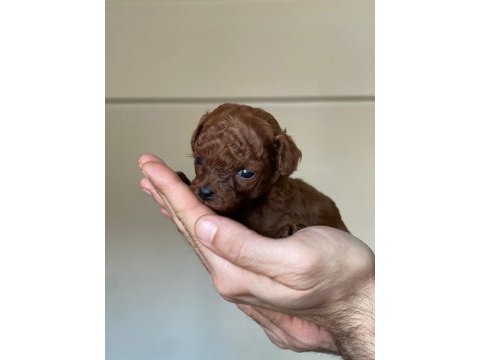 Kore kanı dark brown toy poodle